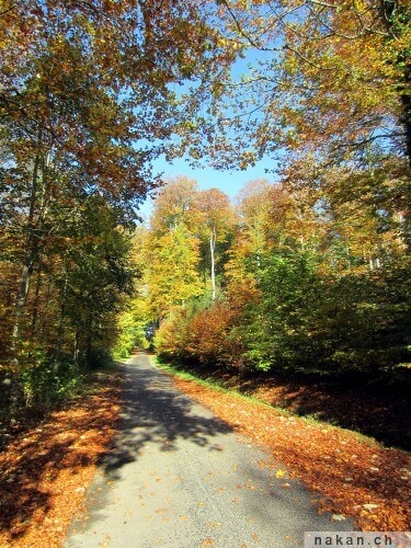 Forêt d'automne